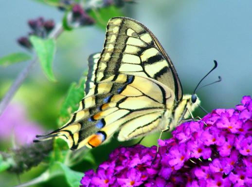 2011-07-bfi-Schwalbenschwanz auf Sommerflieder - Pfalz