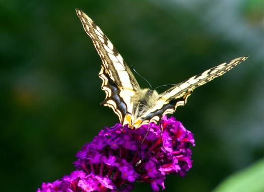 2011-07-bfk-Schwalbenschwanz auf Sommerflieder - Pfalz