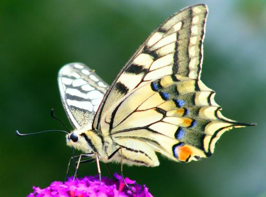 2011-07-bfl-Schwalbenschwanz auf Sommerflieder - Pfalz