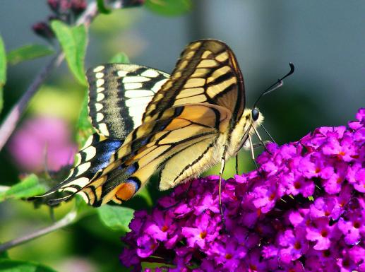 2011-07-bfp-Schwalbenschwanz auf Sommerflieder - Pfalz