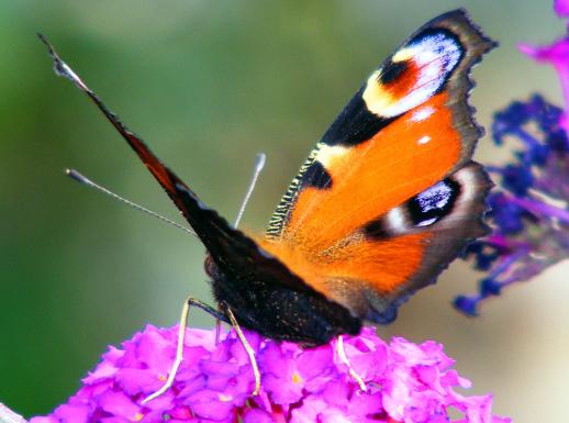 2011-07-bk-Tagpfauenauge - Pfalz