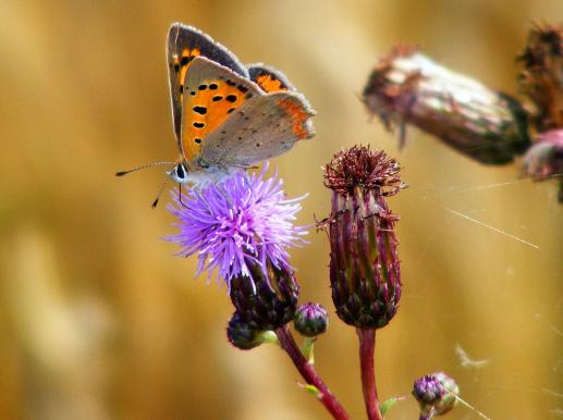 2011-07-cfa-Kleiner Feuerfalter - Odenwald