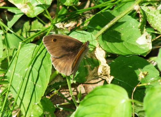 2011-07-ci-Ochsenauge - Odenwald