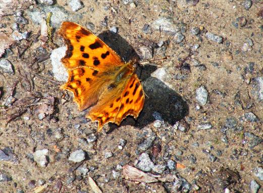 2011-07-cj-C-Falter - Odenwald