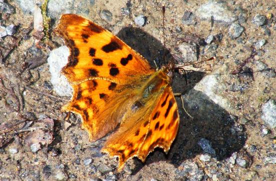 2011-07-cja-C-Falter - Odenwald