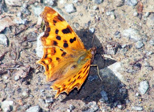 2011-07-cjb-C-Falter - Odenwald