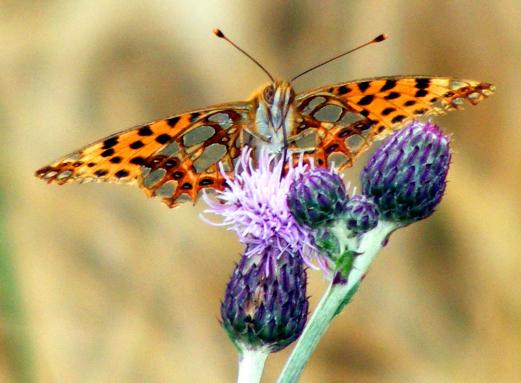 2011-07-cm-Märzveilchen-Perlmutterfalter