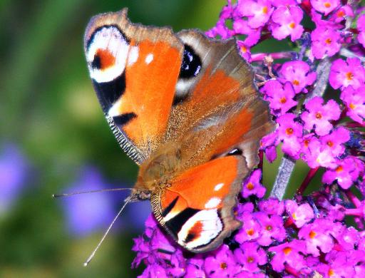 2011-07-d-Tagpfauenauge - Pfalz