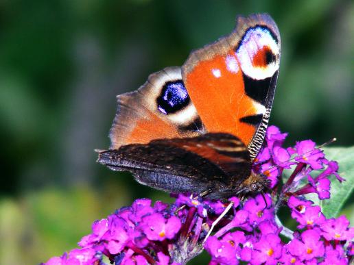 2011-07-daa-Tagpfauenauge - Pfalz