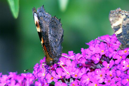 2011-07-dac-Tagpfauenauge - Pfalz