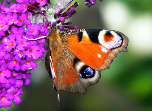 2011-07-dad-Tagpfauenauge - Pfalz