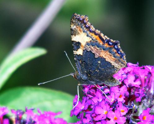 2011-07-db-Kleiner Fuchs - Pfalz