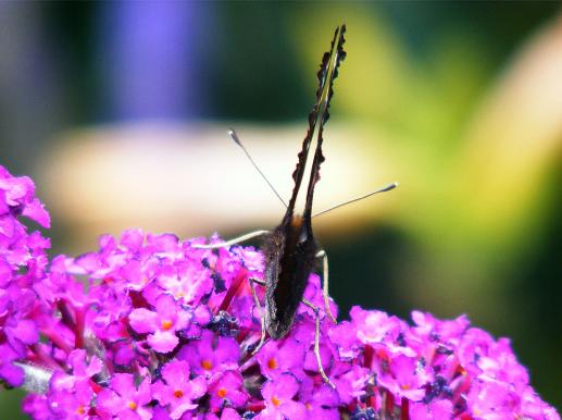 2011-07-dba-Kleiner Fuchs - Pfalz