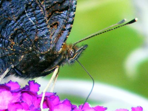 2011-07-dbc-Kleiner Fuchs - Pfalz