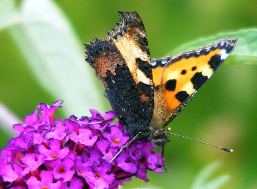 2011-07-dbd-Kleiner Fuchs - Pfalz