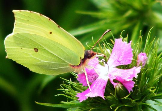 2011-07-dc-Zitronenfalter - Pfalz