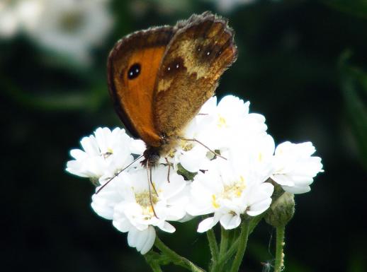 2011-07-df-Ochsenauge - Odenwald