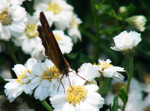 2011-07-dfa-Ochsenauge - Odenwald