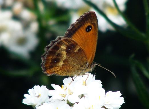 2011-07-dfc-Ochsenauge - Odenwald