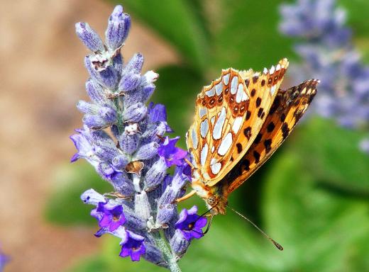 2011-07-dg-Märzeveilchen Perlmutterfalter - Pfalz