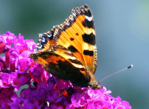 2011-07-di-Kleiner Fuchs - Pfalz