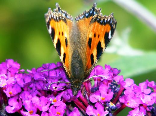 2011-07-dic-Kleiner Fuchs - Pfalz