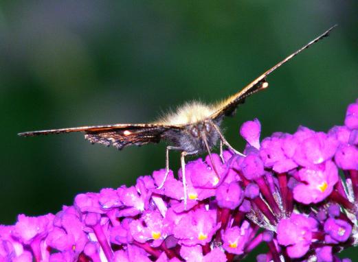 2011-07-did-Kleiner Fuchs - Pfalz