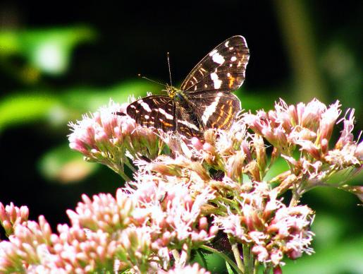 2011-07-ed-Landkärtchen - Odenwald