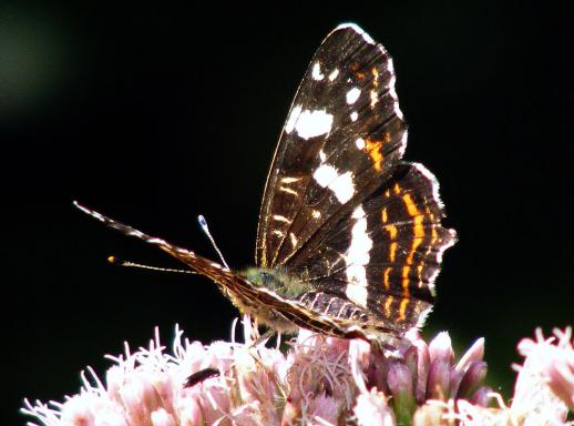 2011-07-eda-Landkärtchen - Odenwald