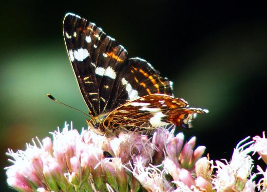 2011-07-edb-Landkärtchen - Odenwald