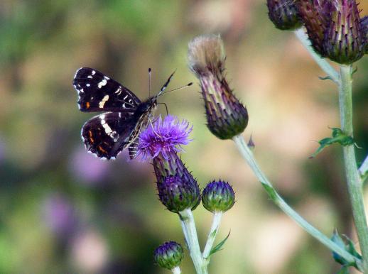 2011-07-edc-Landkärtchen - Odenwald