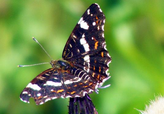 2011-07-edd-Landkärtchen - Odenwald