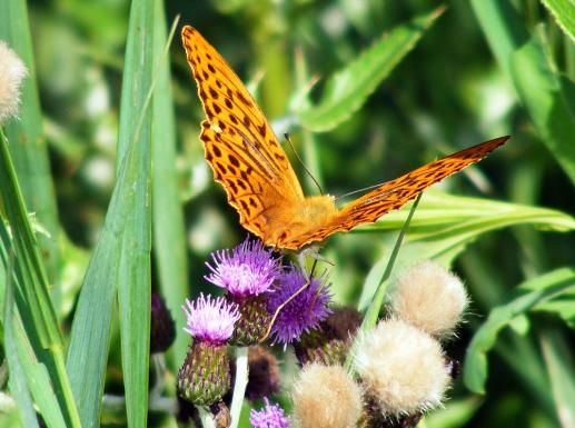 2011-07-eg-Märzeveilchen-Perlmutterfalter - Odenwald