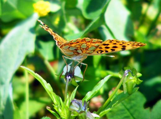 2011-07-ega-Märzeveilchen-Perlmutterfalter - Odenwald