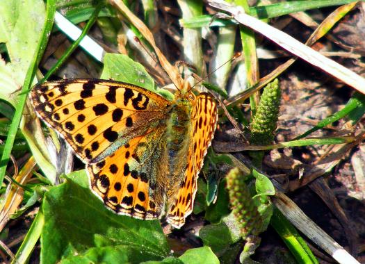 2011-07-egb-Märzeveilchen-Perlmutterfalter - Odenwald