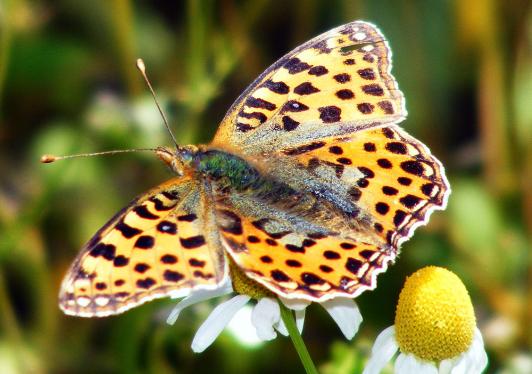 2011-07-egc-Märzeveilchen-Perlmutterfalter - Odenwald