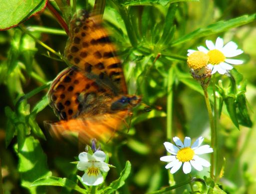 2011-07-egd-Märzeveilchen-Perlmutterfalter bei Abflug - Odenwald