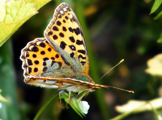 2011-07-ege-Märzeveilchen-Perlmutterfalter - Odenwald