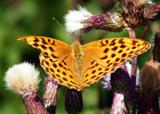 2011-07-egf-Märzeveilchen-Perlmutterfalter - Odenwald