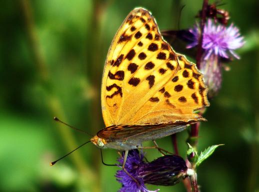 2011-07-egg-Märzeveilchen-Perlmutterfalter - Odenwald