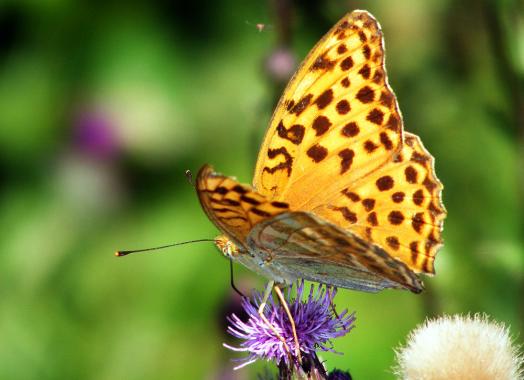 2011-07-egh-Märzeveilchen-Perlmutterfalter - Odenwald