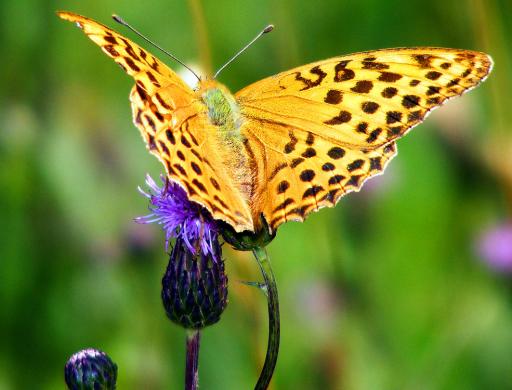 2011-07-egi-Märzeveilchen-Perlmutterfalter - Odenwald