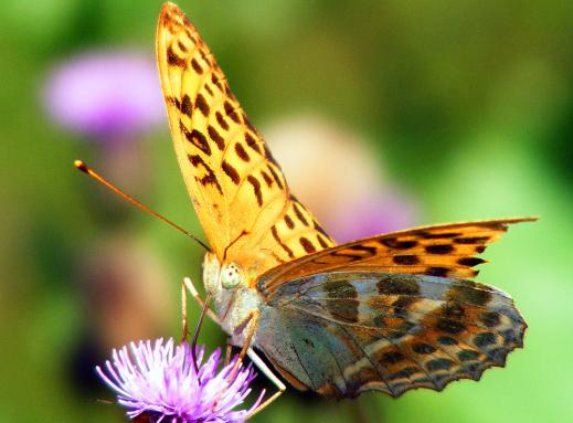 2011-07-egj-Märzeveilchen-Perlmutterfalter - Odenwald