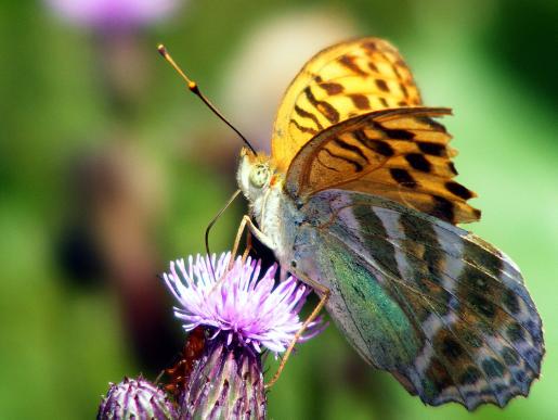 2011-07-egk-Märzeveilchen-Perlmutterfalter - Odenwald