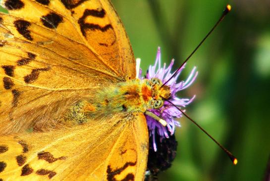 2011-07-egl-Märzeveilchen-Perlmutterfalter - Odenwald