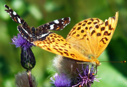 2011-07-egm-Landkärtchen+Märzeveilchen-Perlmutterfalter - Odenwald