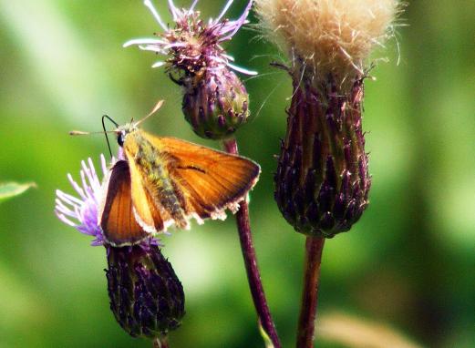 2011-07-eha-Dickkopffalter - Odenwald