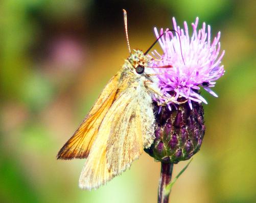 2011-07-ehb-Dickkopffalter - Odenwald