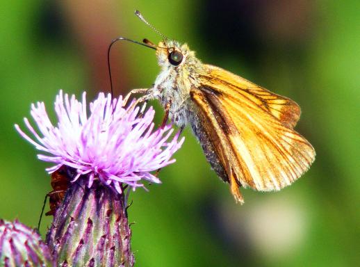 2011-07-ehc-Dickkopffalter - Odenwald