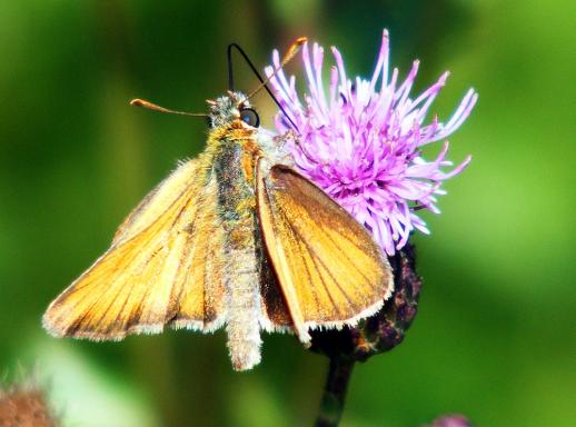 2011-07-ehd-Dickkopffalter - Odenwald